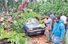 Kadaba: Tree falls on parked car; three escape unharmed